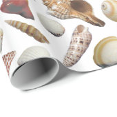 貝のコレクターの包装紙 ラッピングペーパー (ロールコーナー)