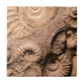 貝の化石 タイル (正面)