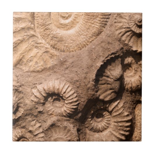 貝の化石 タイル (正面)
