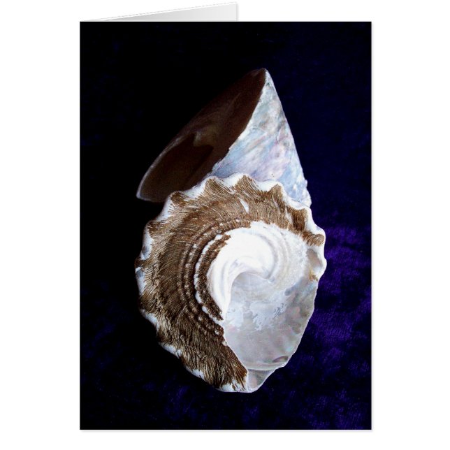 貝カード (正面)