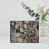 貝殻とカリブの環太平洋貝 ポストカード (スタンド正面)