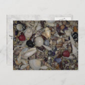 貝殻とカリブの環太平洋貝 ポストカード (正面/裏面)