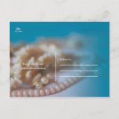 貝殻とパールのエレガントなペイント Save the Date 案内ポストカード (裏面)