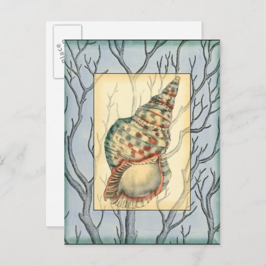 貝殻と木の枝 ポストカード (正面/裏面)