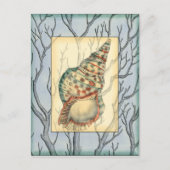 貝殻と木の枝 ポストカード (正面)