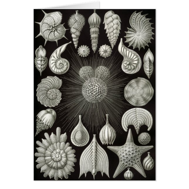 貝殻のデザイン (正面)