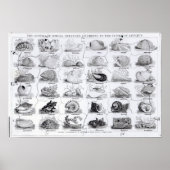 貝殻の属ジグソーパブW. Edwards ポスター (正面)