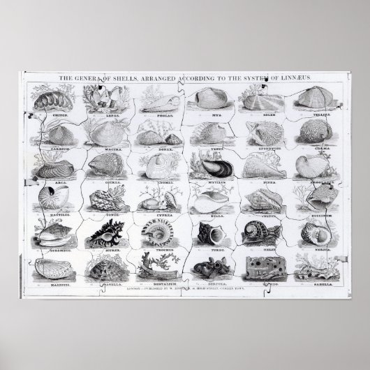 貝殻の属ジグソーパブW. Edwards ポスター (正面)