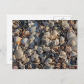 貝殻の山 ポストカード (正面/裏面)