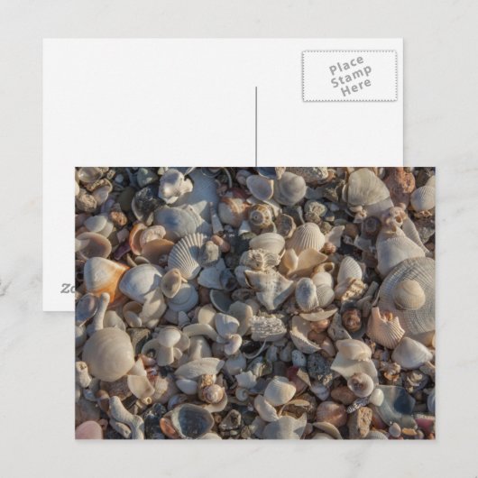 貝殻の山 ポストカード (正面/裏面)