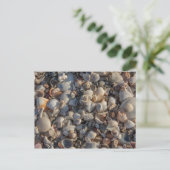 貝殻の山 ポストカード (スタンド正面)