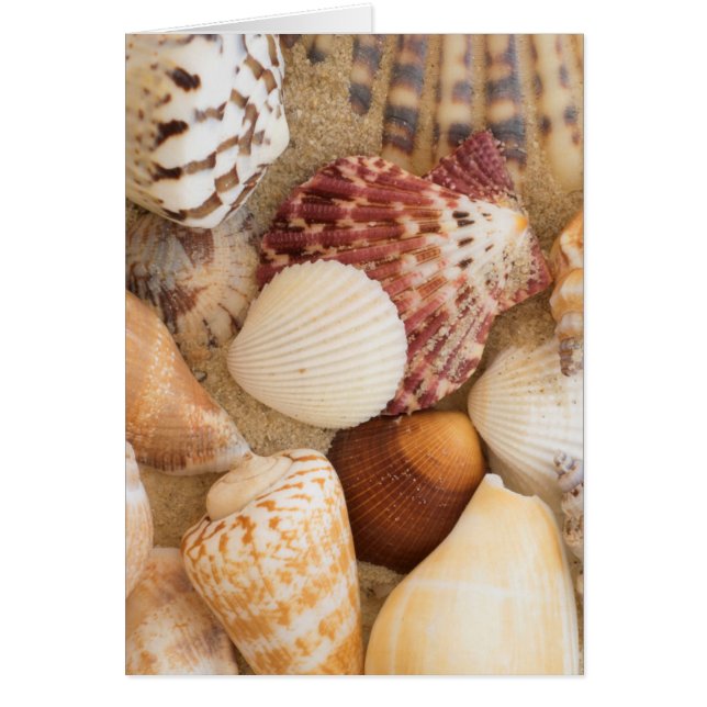 貝殻の整理 (正面)