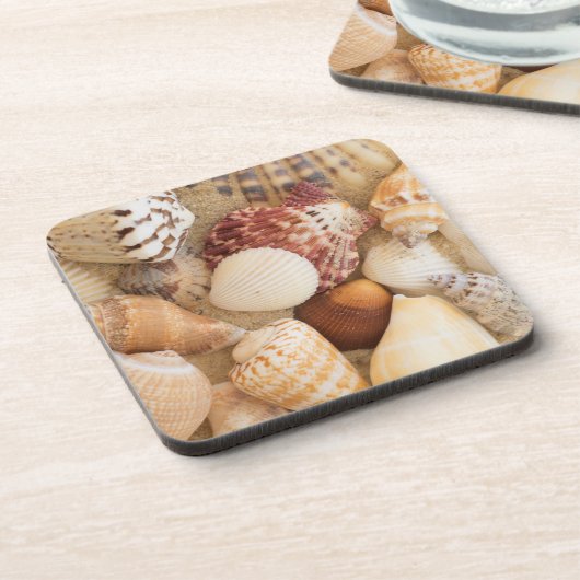 貝殻の整理 コースター (左側)