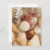 貝殻の整理 ポストカード (正面/裏面)