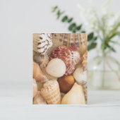 貝殻の整理 ポストカード (スタンド正面)