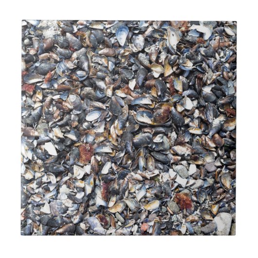 貝殻の背景 タイル (正面)