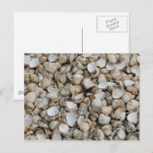 貝殻の背景 ポストカード (正面/裏面)