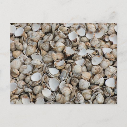 貝殻の背景 ポストカード (正面)