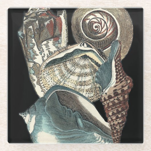 貝殻の選集 ガラスコースター (正面)