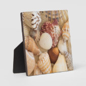 貝殻の配置 フォトプラーク (正面)