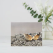 貝殻はがき ポストカード (スタンド正面)