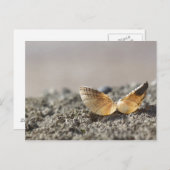 貝殻はがき ポストカード (正面/裏面)