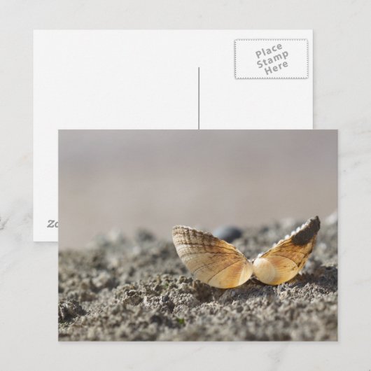 貝殻はがき ポストカード (正面/裏面)
