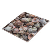 貝殻を包む タイル (側面)