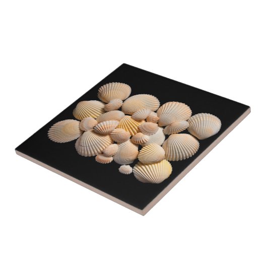 貝殻タイル タイル (側面)