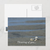 貝殻パイル ポストカード (正面/裏面)