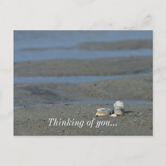 貝殻パイル ポストカード (正面)