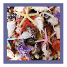 貝殻ヒトデカラフルラ