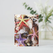 貝殻ヒトデカラフルラ ポストカード (スタンド正面)