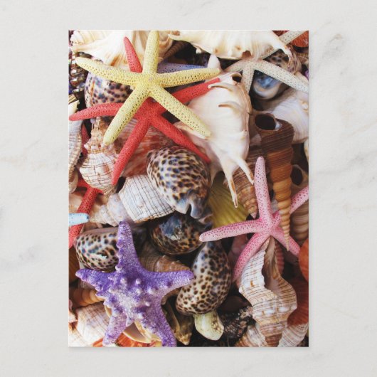 貝殻ヒトデカラフルラ ポストカード (正面)