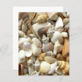 貝殻 (正面/裏面)