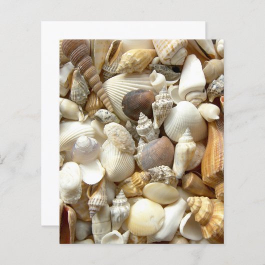 貝殻 (正面/裏面)