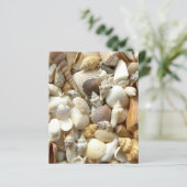 貝殻 (スタンド正面)