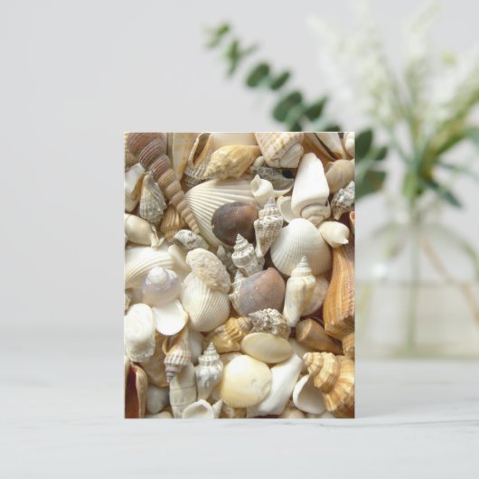 貝殻 (スタンド正面)