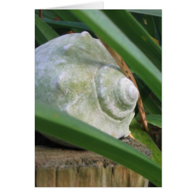 貝殻 (正面)