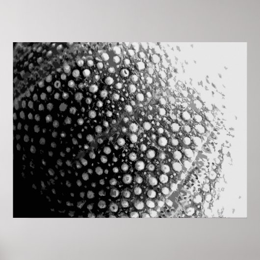 貝殻4 ポスター (正面)