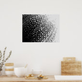 貝殻4 ポスター (キッチン)