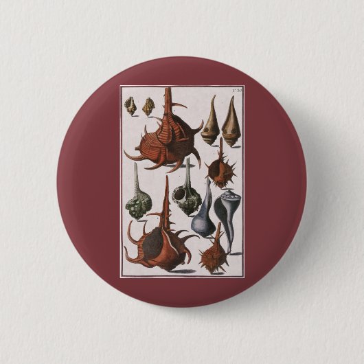 貝殻, アンティークの貝殻, 海洋の海洋生物 缶バッジ (正面)