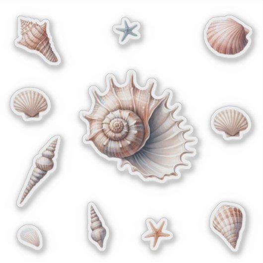 貝殻 シール (正面)