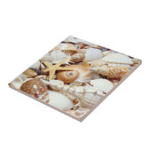 貝殻 タイル (側面)