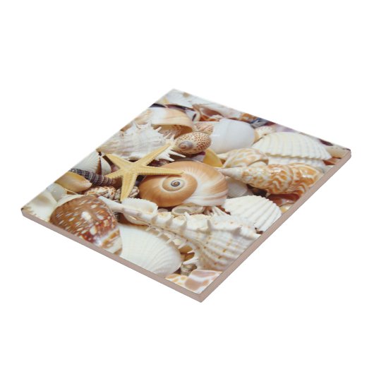 貝殻 タイル (側面)