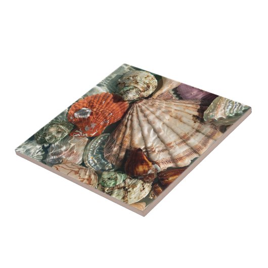 貝殻 タイル (側面)