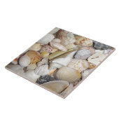 貝殻 タイル (側面)