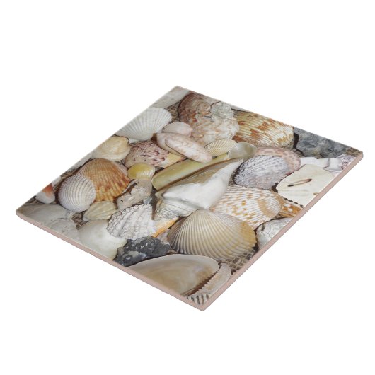 貝殻 タイル (側面)