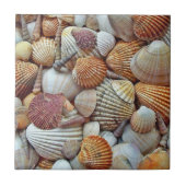 貝殻 タイル (正面)