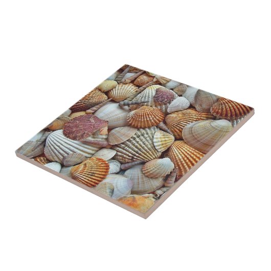 貝殻 タイル (側面)